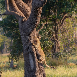 South Luangwa - Leopard in tree